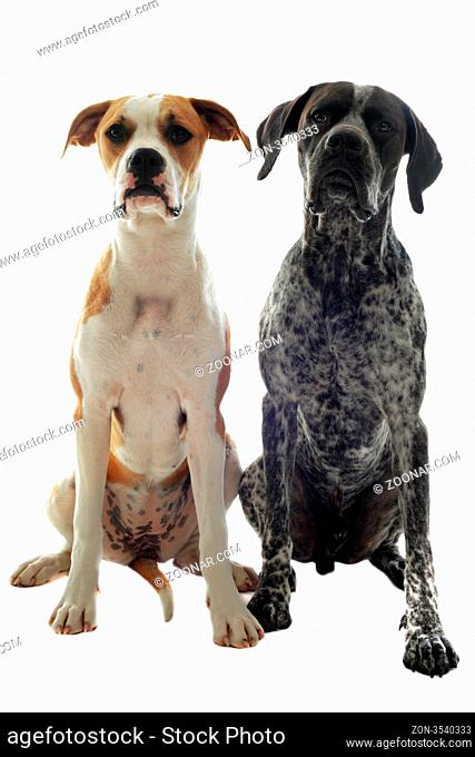 german shorthaired pointer and american bulldog in front of white background