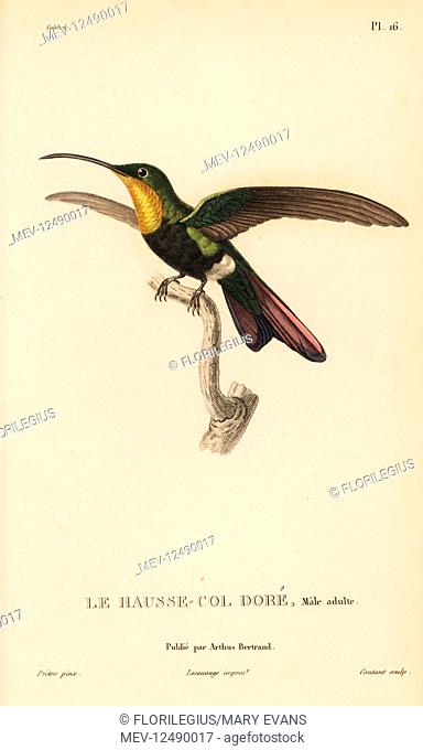 Antillean mango, Anthracothorax dominicus aurulentus (Trochilus aurulentus). Adult male. Handcolored steel engraving by Coutant after an illustration by...