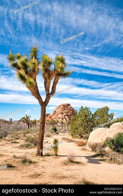 Joshua trees and giant rocks at Joshua Tree National Park on a sunny day. The magnificent desert landscape of California with rocky formations and yucca palms