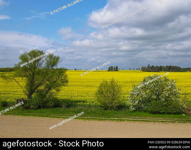 02 May 2023, Brandenburg, Heinersdorf: Bright yellow blooms a canola field (aerial view with a drone). Photo: Patrick Pleul/dpa