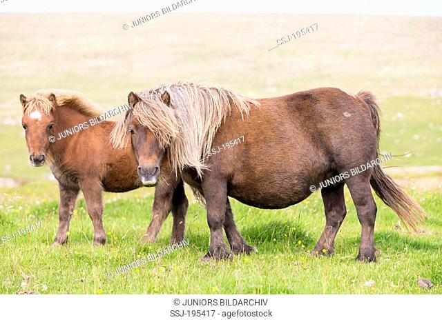 Miniature Shetland Pony Chestnut mare with foal on a meadow Shetlands, Unst