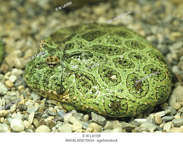 bullfrog, American bullfrog Rana catesbeiana