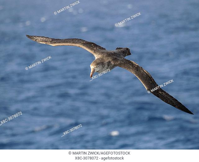 Northern Giant Petrel or Hall's Giant Petrel (Macronectes halli) soaring over the waves of the South Atlantic near South Georgia