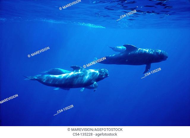 Long-finned Pilot Whale (Globicephala melas). Galicia, Spain