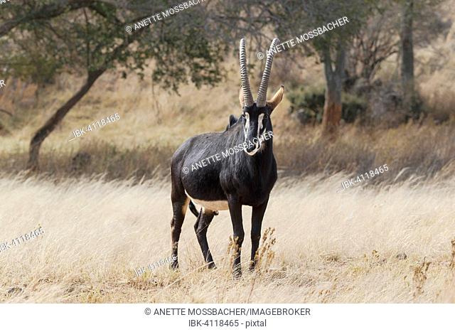 Sable Antelope (Hippotragus niger) adult male, standing in grassland, Kruger National Park, South Africa