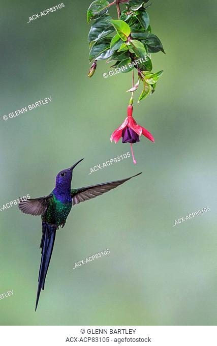 Swallow-tailed Hummingbird (Eupetomena macroura) flying and feeding at a flower in the Atlantic rainforest of southeast Brazil