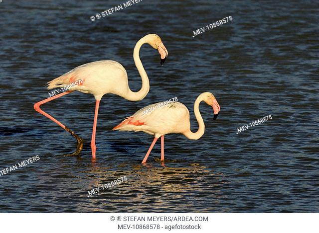 Greater Flamingo - pair (Phoenicopterus ruber). Camargue - France