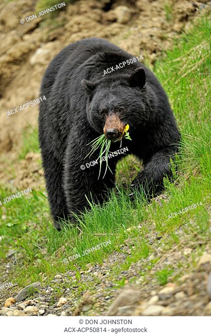 American Black bear Ursus americanus Foraging for dandelions and grass in springtime