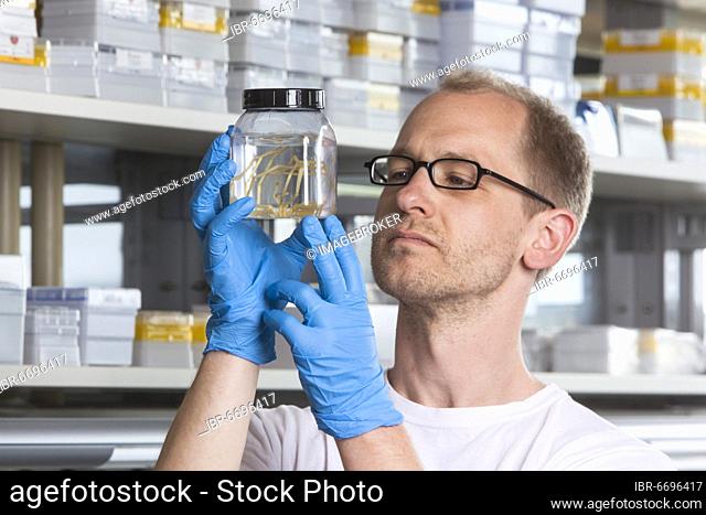 Prof. Dr. Florian Leese of the Aquatic Ecosystems Group with specimens of isopod spiders at the Faculty of Biology in the University of Duisburg-Essen (DUE)