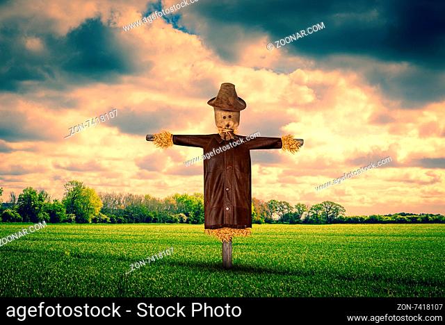 Scarecrow with a leather jacket on a green field