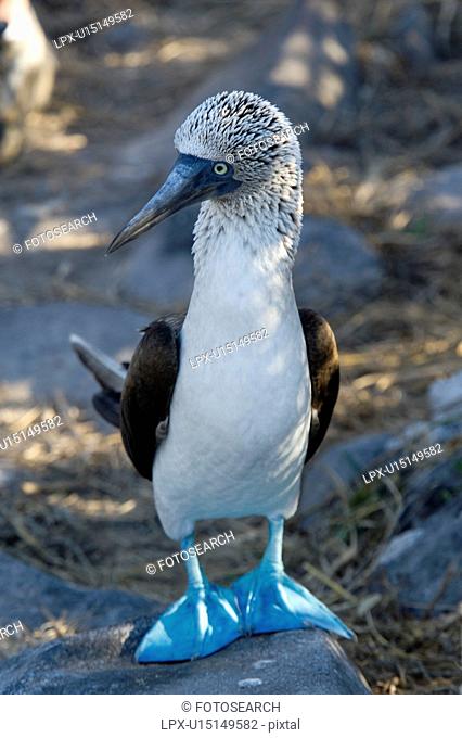 Close-up of a Blue-Footed booby Sula nebouxii, Punta Suarez, Espanola Island, Galapagos Islands, Ecuador