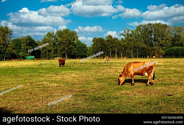 A group of cattle grazing on a lush green field. High quality photo