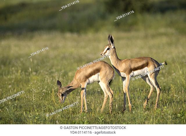 Springbok (Antidorcas marsupialis) - Lambs, Kgalagadi Transfrontier Park in rainy season, Kalahari Desert, South Africa/Botswana