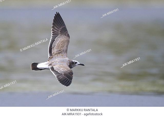 Side view of a first-winter Laughing Gull (Leucophaeus atricilla) in flight, view above. USA