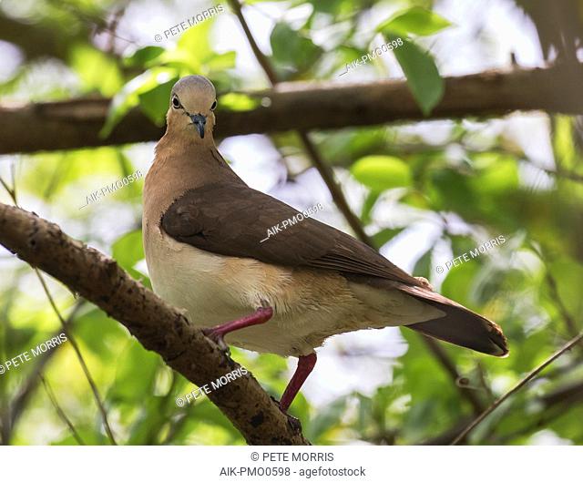Critically Endangered Grenada Dove (Leptotila wellsi) on the island of Grenada in the Caribbean. Perched on a branch in a dry forest, looking over its shoulder