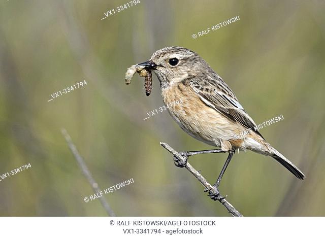 European Stonechat ( Saxicola torquata ), female, perched on top a bush, holding food for its chicks in beak, wildlife, Europe