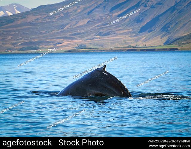 20 August 2023, Iceland, Akureyri: A humpback whale appears briefly to catch its breath in the Eyjafjördur fjord. Photo: Soeren Stache/dpa
