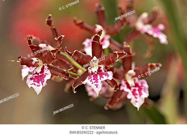 Miltonia orchid (Miltonia spec.), inflorescence, Miltonia Bastian Widmer x Miltonia Bluntii var lubbersiana