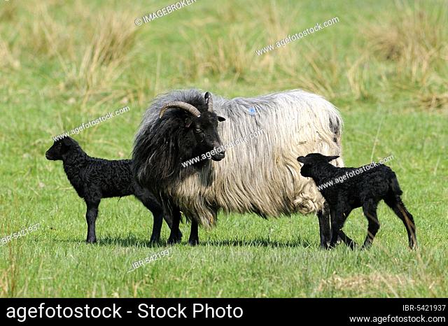 Grey Horned Heath Sheep and Lambs, Grey Horned Heath Sheep, Domestic Sheep, Sheep, Sheep, Lamb