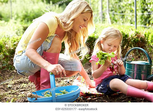 Mother And Daughter Harvesting Radish On Allotment
