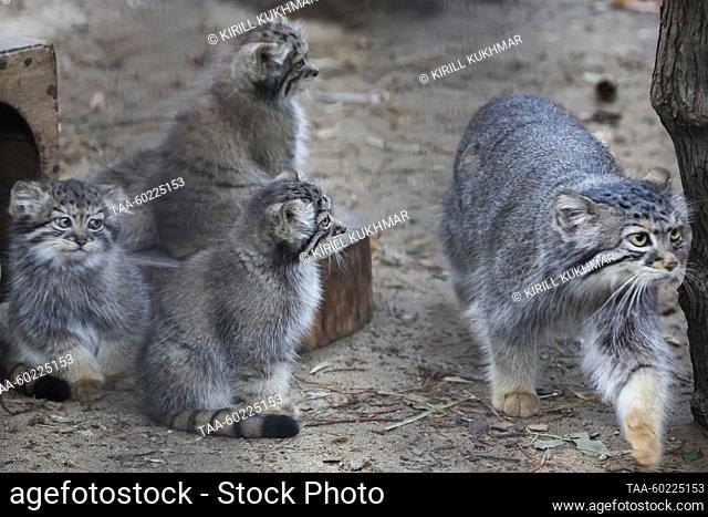 RUSSIA, NOVOSIBIRSK - JULY 3, 2023: A manul with two-month-old kittens at Novosibirsk Zoo. Manuls Achi and Yeva (not pictured) gave birth to five kittens on 29...