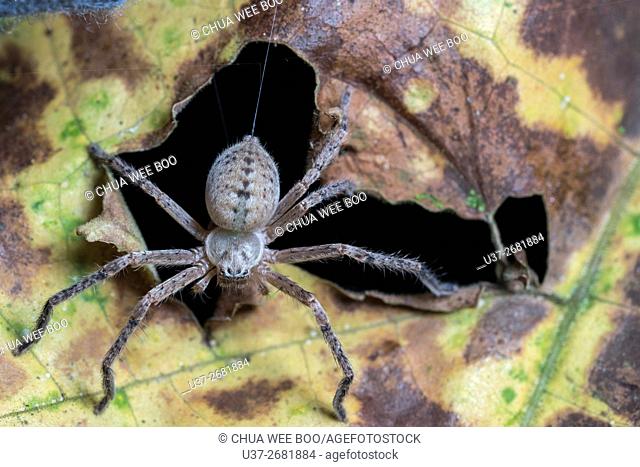 Huntsman spider. Image taken at Stutong Forest Reserve Park, Kuching, Sarawak, Malaysia
