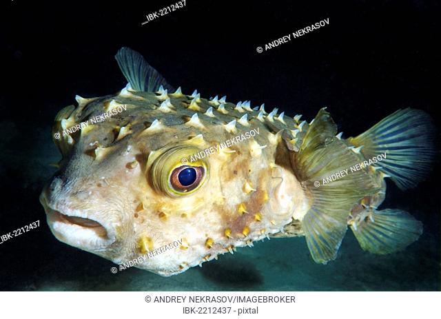 Orbicular Burrfish (Cyclichtys orbicularis), Red Sea, Egypt, Africa