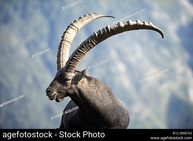Alpine Ibex (Capra ibex), France, Alps