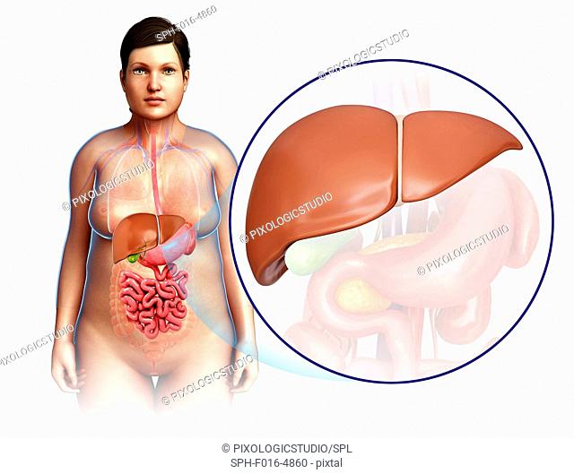 Illustration of female liver anatomy