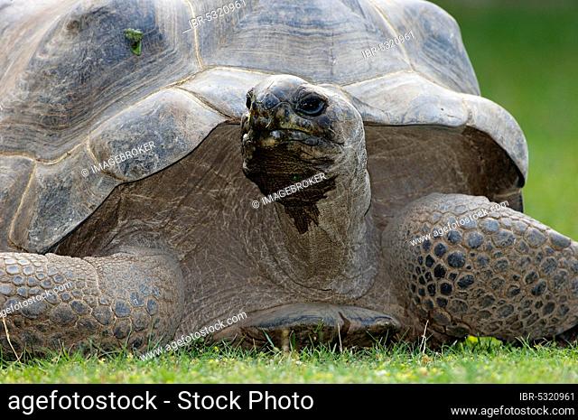 Aldabra giant tortoise (Geochelone gigantea) (Testudo gigantea)