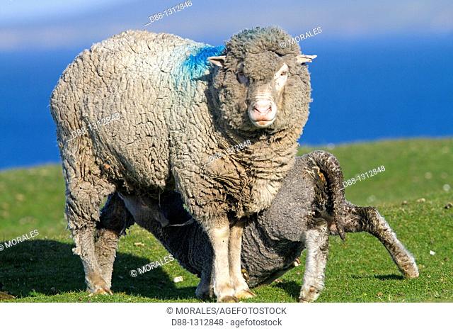 Falkland Islands , Pebble island , Domestic Sheep