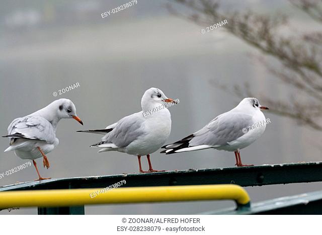 Three seagulls sitting on a metal railing
