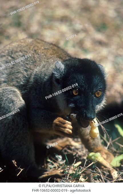 Mongoose Lemur Lemur mongoz Close-up - feeding S