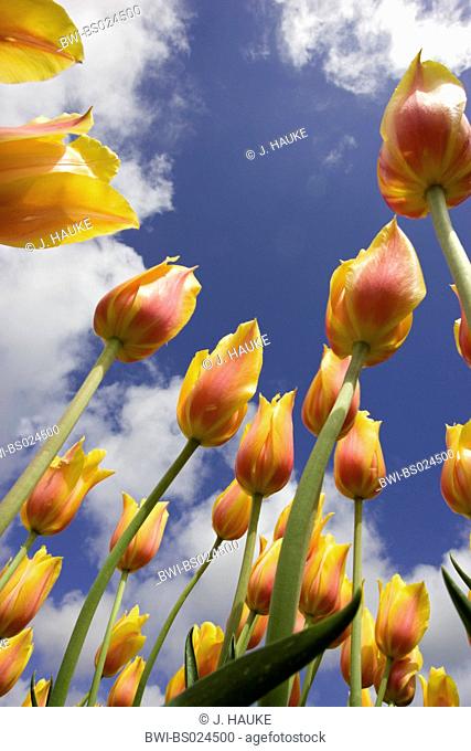 common garden tulip (Tulipa gesneriana), flowers against cloudy sky, Netherlands, Sint Maartensbrug