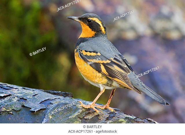 Varied Thrush Ixoreus naevius perched on a branch in Victoria, Vancouver Island, British Columbia, Canada