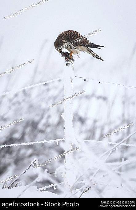 17 December 2022, Schleswig-Holstein, Pahlen: A kestrel (Falco tinnunculus) sits with its prey on a snow-covered fence post