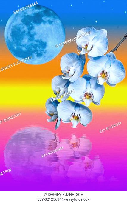 Branch of the blue orchid flower and big blue moon