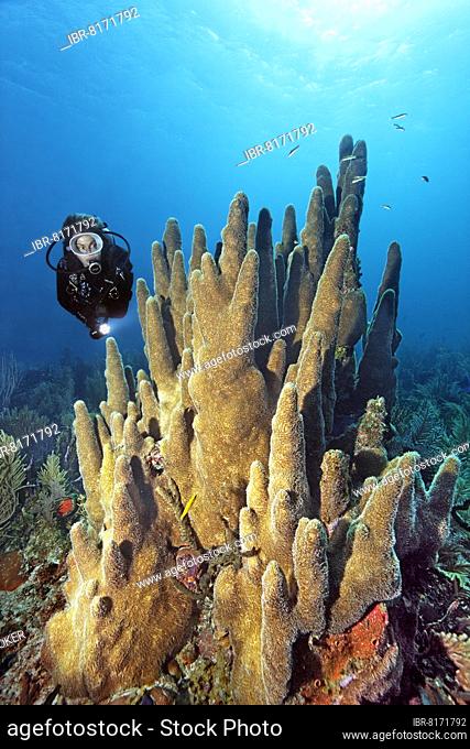 Divers looking at pillar coral (Dendrogyra cylindrus), Jardines de la Reina National Park, Caribbean Sea, Camagüey and Ciego de Ávila Province, Republic of Cuba