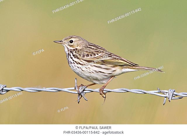 Meadow Pipit Anthus pratensis adult, perched on barbed wire, Suffolk, England, april