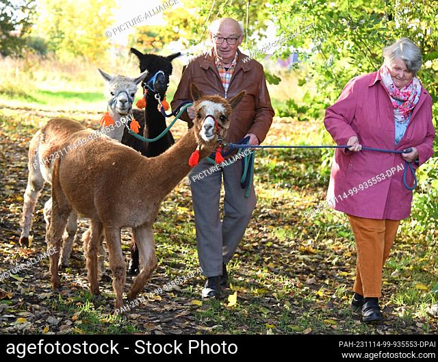 03 November 2023, Saxony, Delitzsch: 82-year-old Bernd Düsel and his wife Anita (76) take the three Tierpark alpacas Lara Madonna