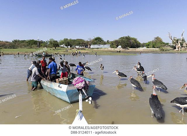 Africa, Ethiopia, Rift Valley, Ziway lake, Marabou stork (Leptoptilos crumenifer) around fishermen boats, they are waiting for the remains of fish thrown by the...