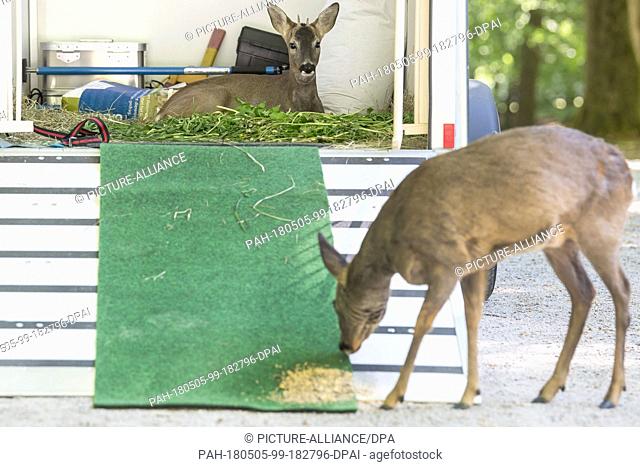 05 May 2018, Germany, Germerode: Peter Goebel helps the Rehkitz Bambi to get out of the trailer. Lisa the deer is eating in the background