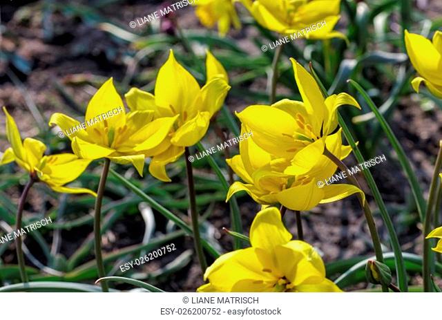 wild tulip tulipa sylvestris, in the spring - wild tulip tulipa sylvestris in spring