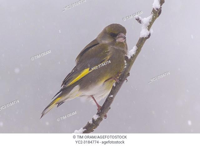 A female Greenfinch (Carduelis chloris) feeding in freezing conditions in a Norfolk garden