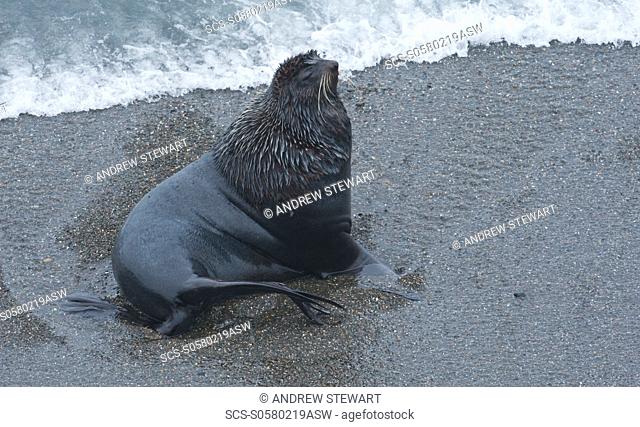 Wild large Male Northern Fur seal Callorhinus ursinus, Endangered, rookery, haul out, Colony, Tyuleniy Island Bering Sea, Russia, Asia