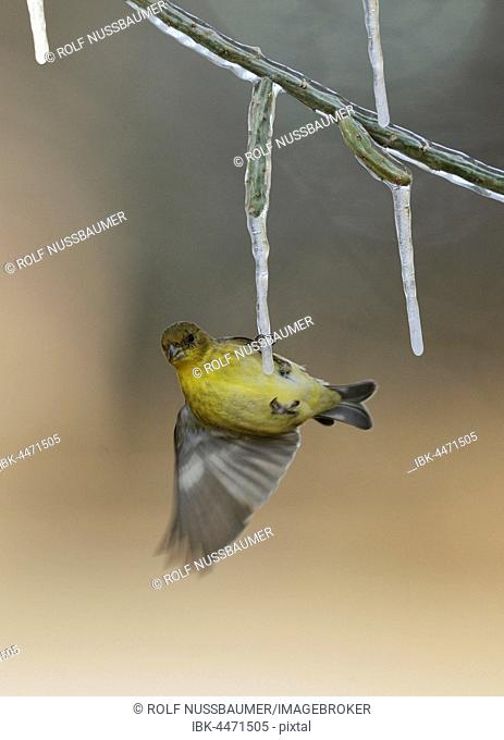Lesser Goldfinch (Carduelis psaltria), adult female perched on icy branch of Christmas cholla (Cylindropuntia leptocaulis), Hill Country, Texas, USA