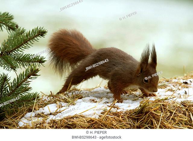 European red squirrel, Eurasian red squirrel (Sciurus vulgaris), searching food in winter, Germany