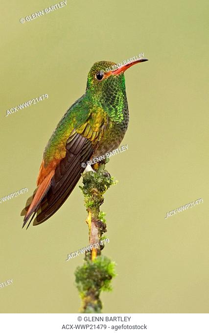 Rufous-tailed Hummingbird Amazilia tzacatl perched on a branch in the Tandayapa Valley of Ecuador