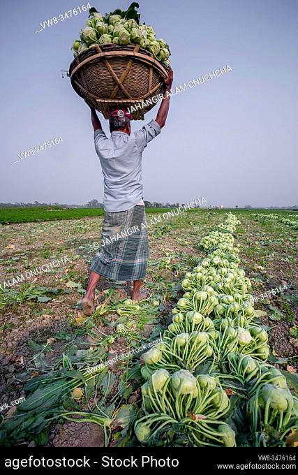 Bangladesh â. “ January 24, 2020: A worker is carrying Kohlrabi cabbage in his head for exporting in local market at Savar, Dhaka, Bangladesh