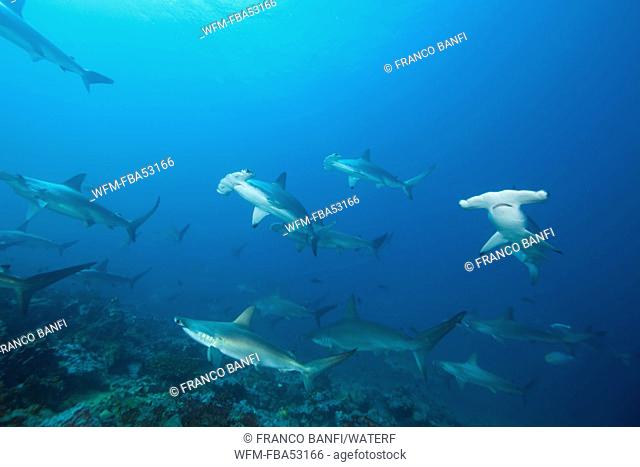 Scalloped Hammerhead Sharks, Sphyrna lewini, Malpelo, East Pacific Ocean, Colombia